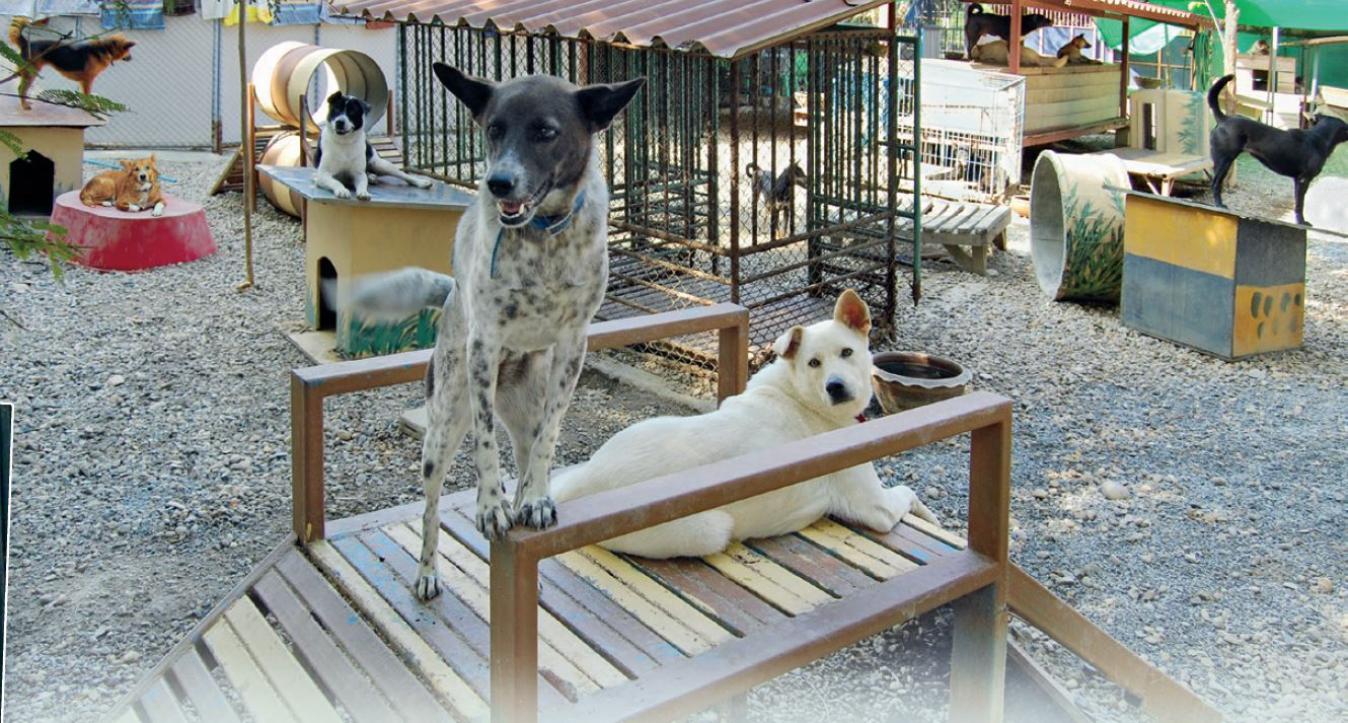 Sreunerhundeprojekt Chiang Mai2